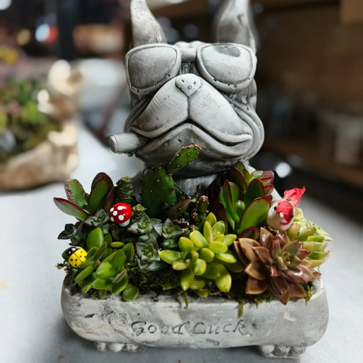 Cool Bulldog Sukulent Aranjmanı